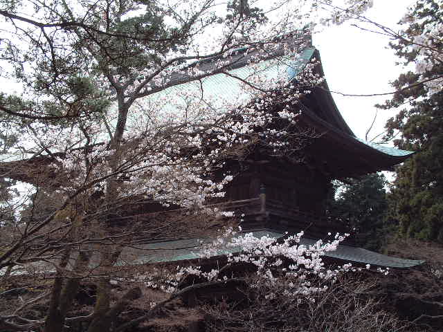 円覚寺のサクラ